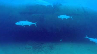 ocean wreck fishing montauk