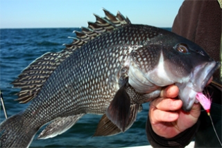 Sea Bass Fishing Charter