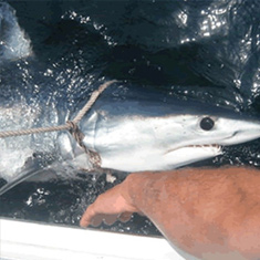 montauk shark charter boat