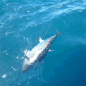 Montauk Tuna Fishing